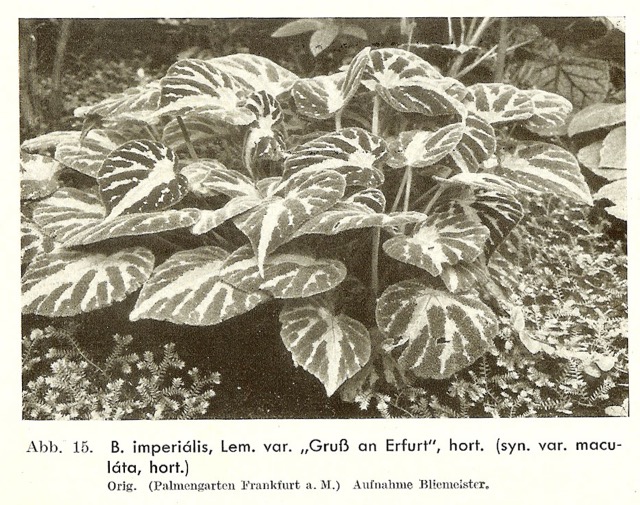 B. ‘Gruss an Erfurt’